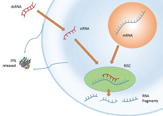 RNA Interference And Interferon Response | PBL Assay Science